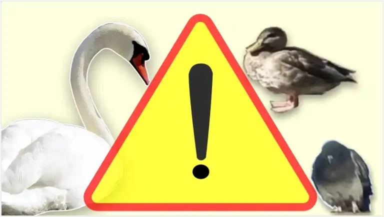 strefy objęte zakażeniem wysoce zjadliwą ptasią grypą (HPAI) u ptaków dzikich na terenie miasta Białystok