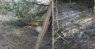 Zastawił wnyki, bo miał ochotę na dziczyznę