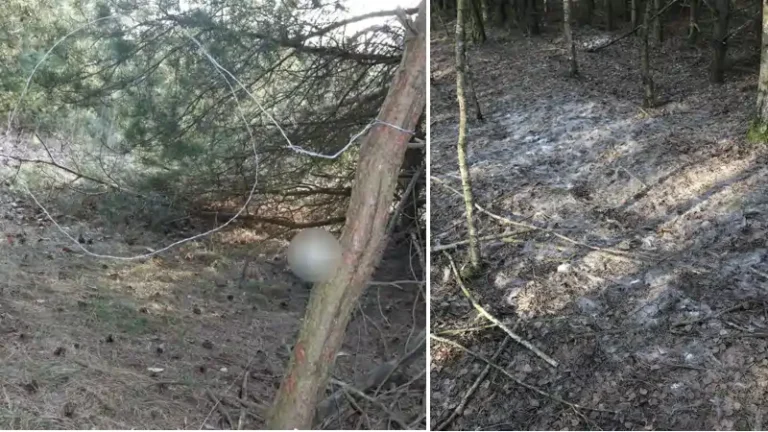 Zastawił wnyki, bo miał ochotę na dziczyznę