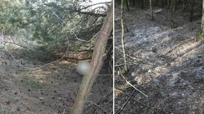 Zastawił wnyki, bo miał ochotę na dziczyznę