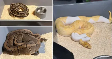 148 pytonów królewskich zabezpieczyli krakowscy policjanci