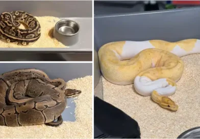 148 pytonów królewskich zabezpieczyli krakowscy policjanci