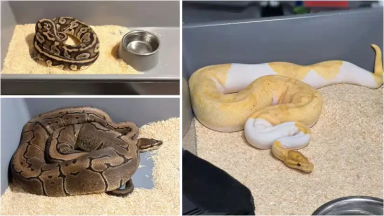 148 pytonów królewskich zabezpieczyli krakowscy policjanci