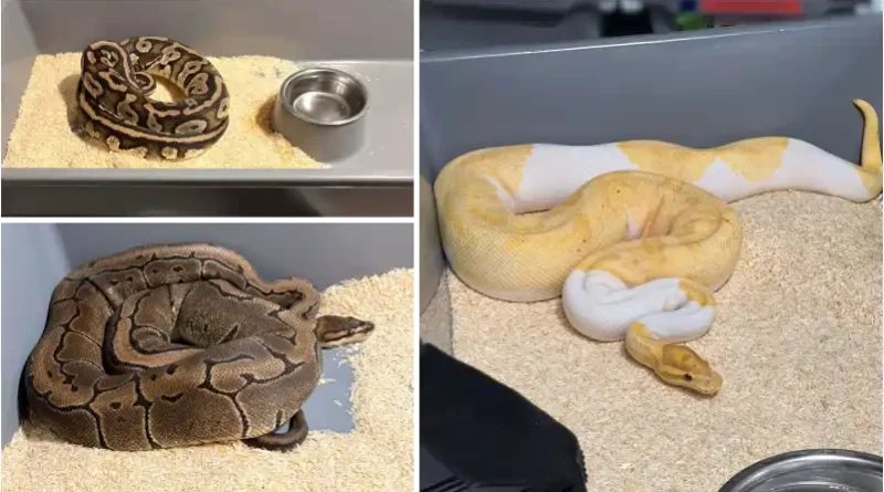 148 pytonów królewskich zabezpieczyli krakowscy policjanci