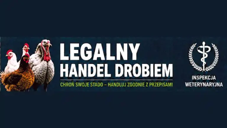 Legalny handel żywym drobiem. Ostrzeżenia dla sprzedawców